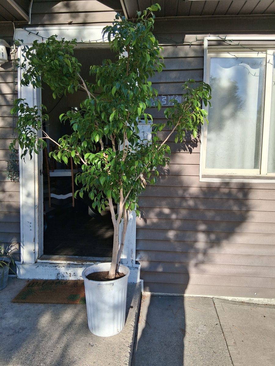 Large Ficus Tree in White Pot - Healthy Indoor/Outdoor Plant