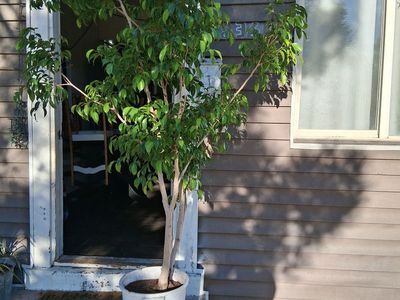 Large Ficus Tree in White Pot - Healthy Indoor/Outdoor Plant