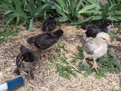 Barnyard chicks