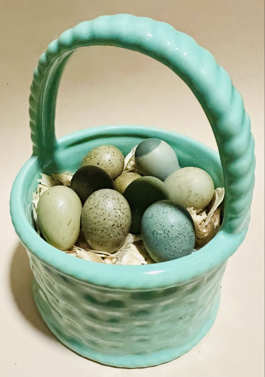 Fresh Button Quail Eggs for Hatching, Eating or Pets