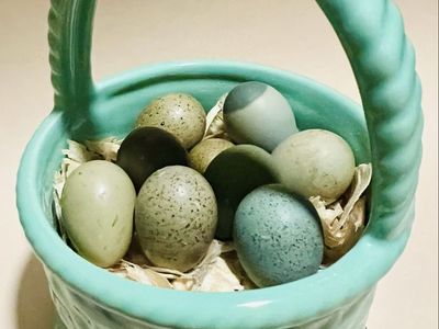 Fresh Button Quail Eggs for Hatching, Eating or Pets