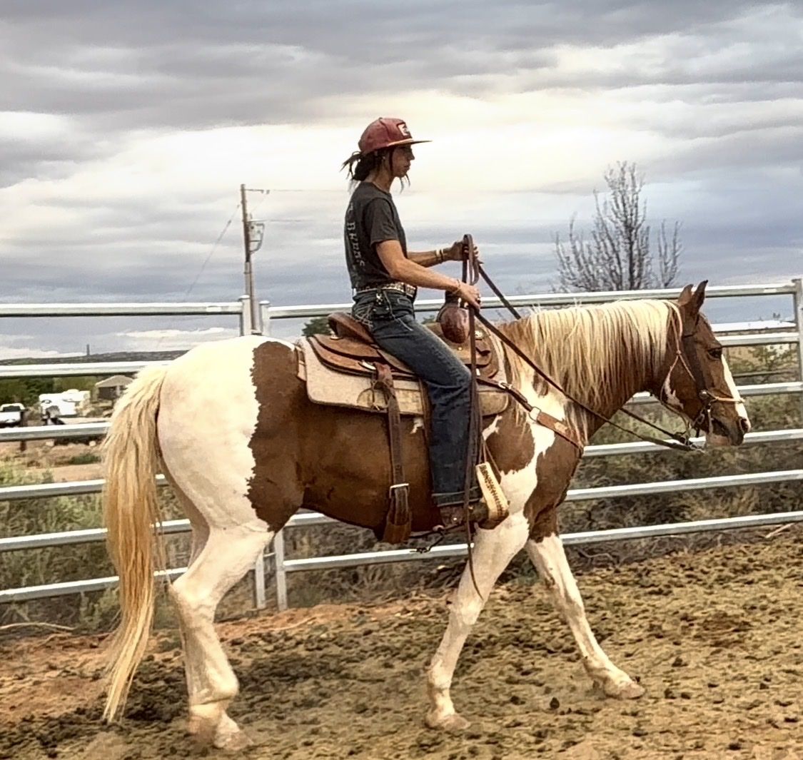 Goose 7/8yr Draft Cross Gelding Trails & Packing