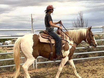Goose 7/8yr Draft Cross Gelding Trails & Packing