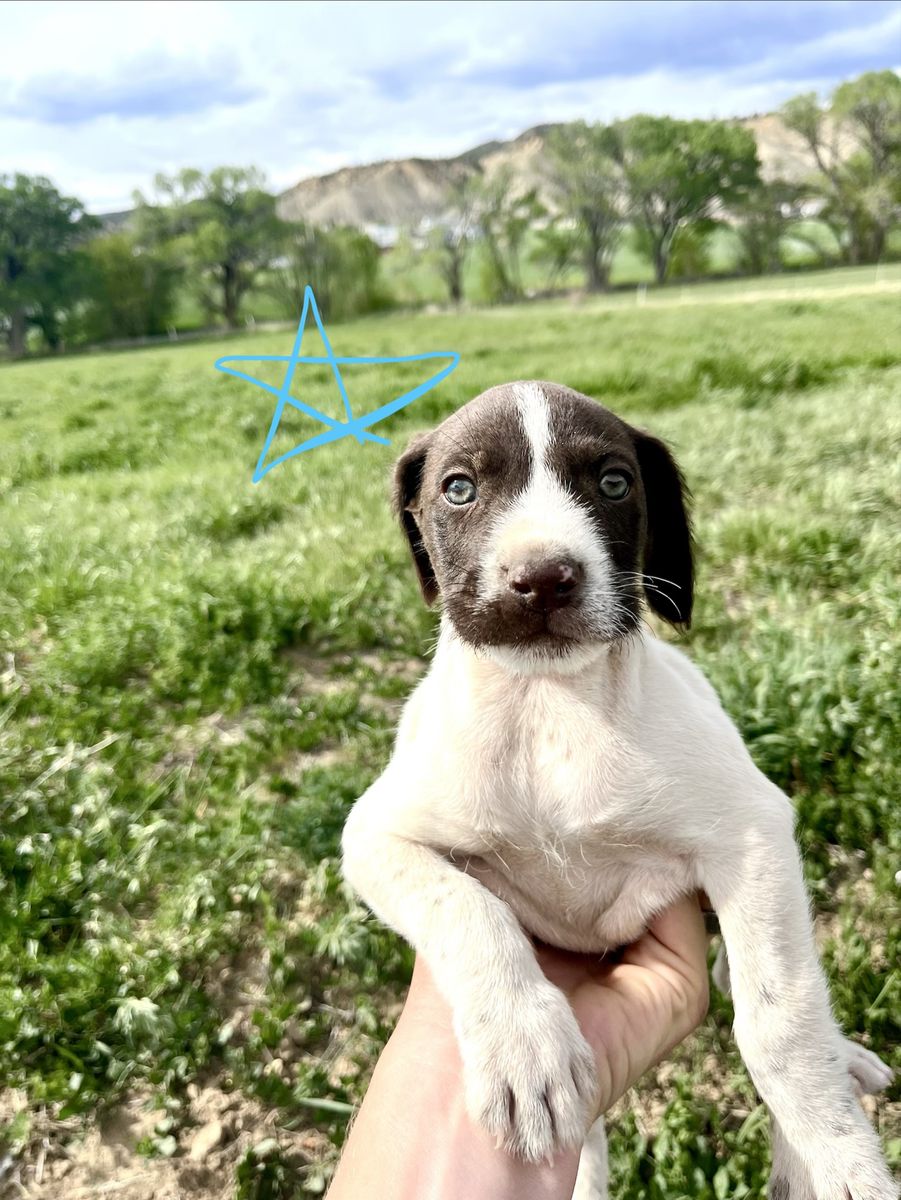 German Wirehaired & German Shorthaired Pointer Pup
