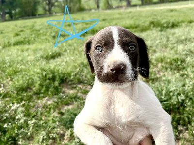 German Wirehaired & German Shorthaired Pointer Pup