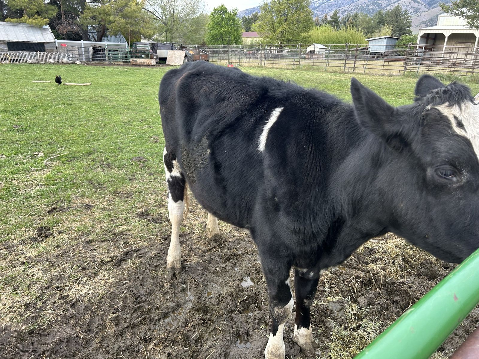 Holstein steer