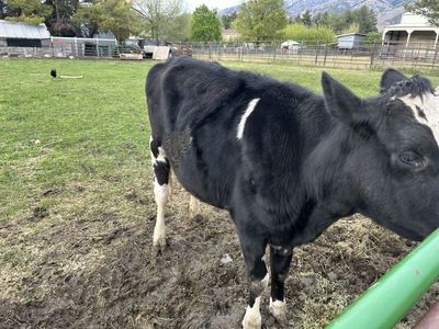 Holstein steer