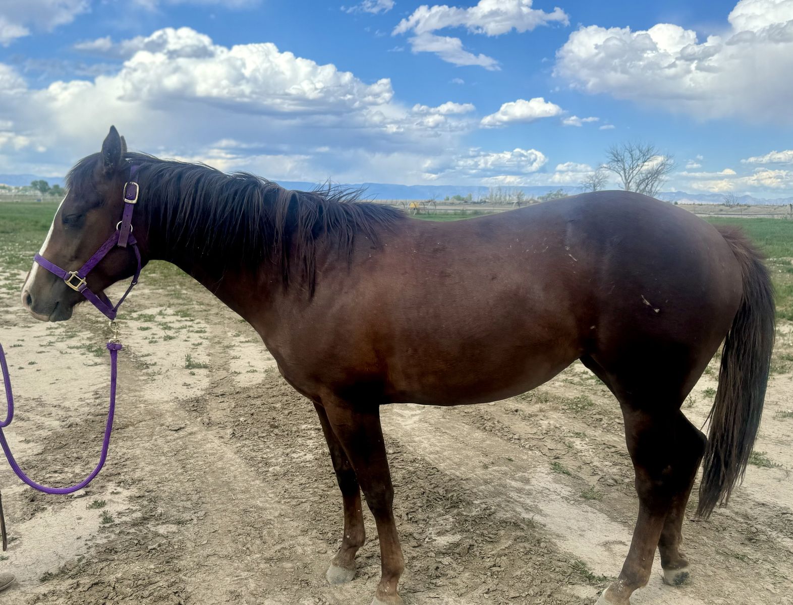 AQHA 2 year old filly