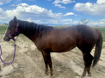 AQHA 2 year old filly