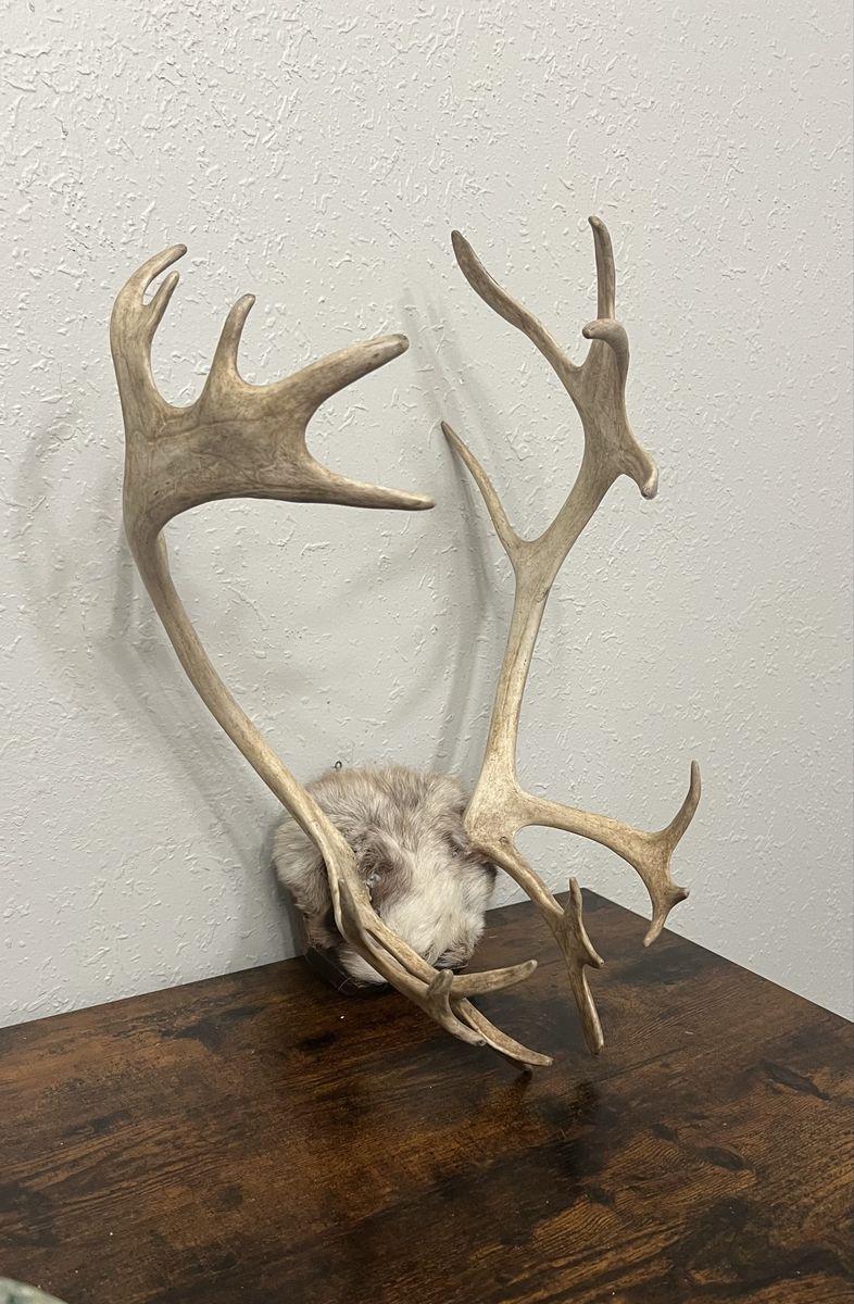 Caribou Antlers Wall Mount