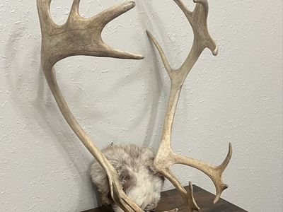 Caribou Antlers Wall Mount