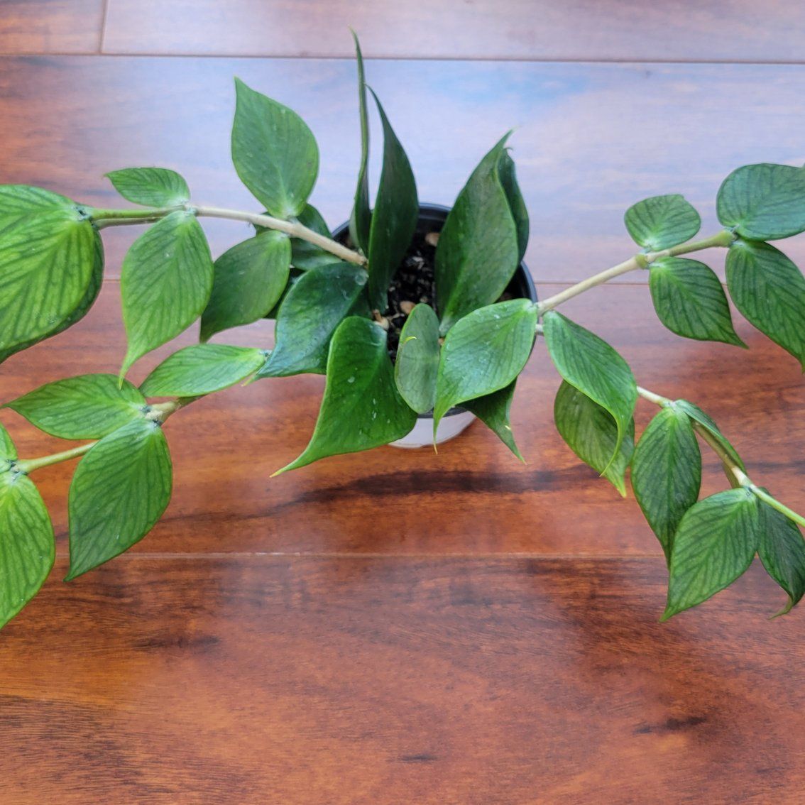 Hoya Polyneura Fishtail Live Indoor Houseplant