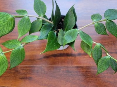 Hoya Polyneura Fishtail Live Indoor Houseplant