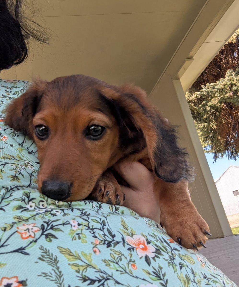 Purebred Miniature Dachshund Puppies