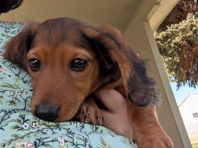 Purebred Miniature Dachshund Puppies