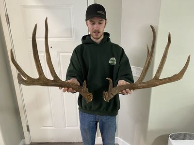 Awesome 190” Oregon Mule Deer Sheds! Wide Buck Found Fresh!