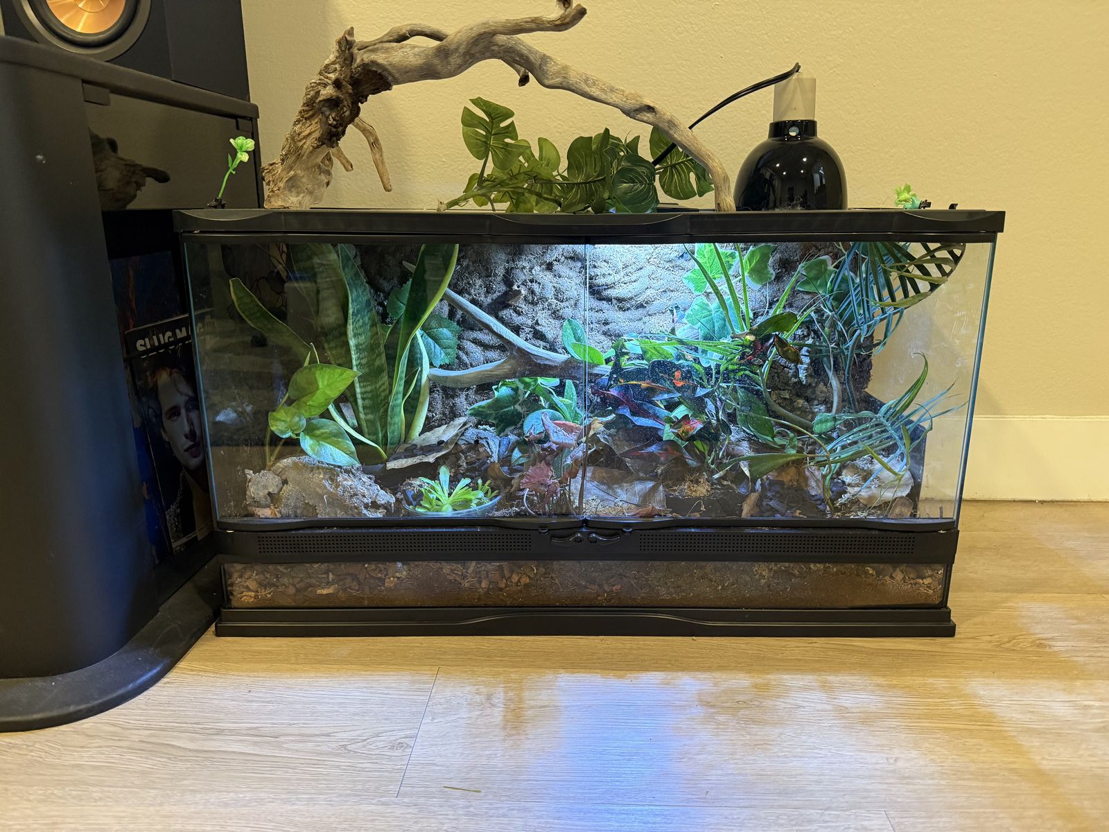 Plant terrarium