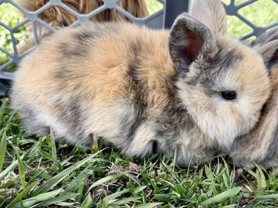 Purebred Holland Lops