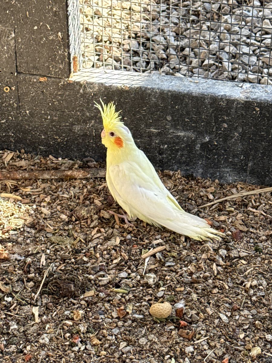 Cockatiel