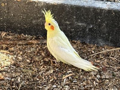 Cockatiel