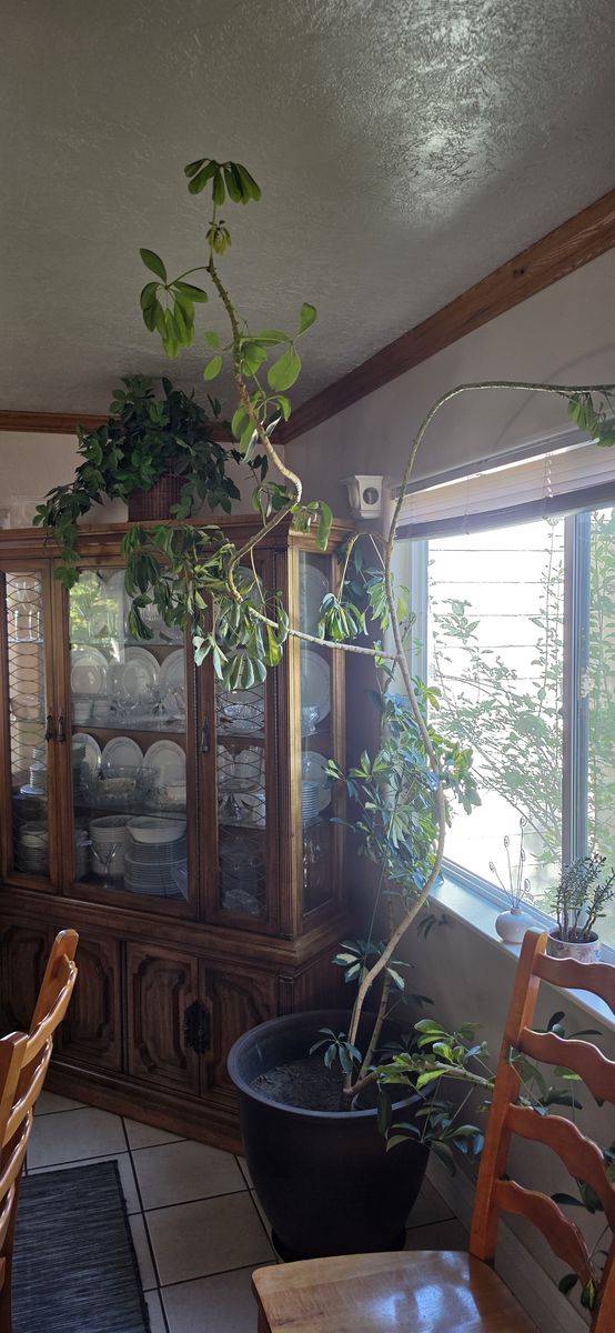 Plant Large indoor