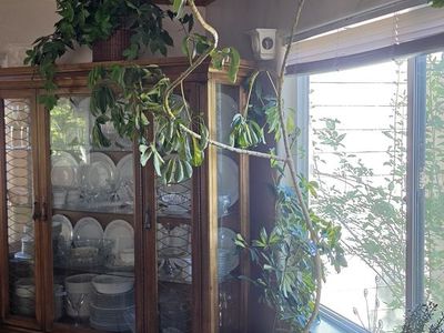 Plant Large indoor