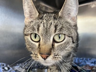 Hello my name is Merle