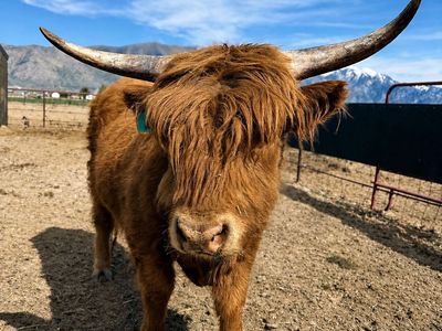 Mini Registered Highlander Bull