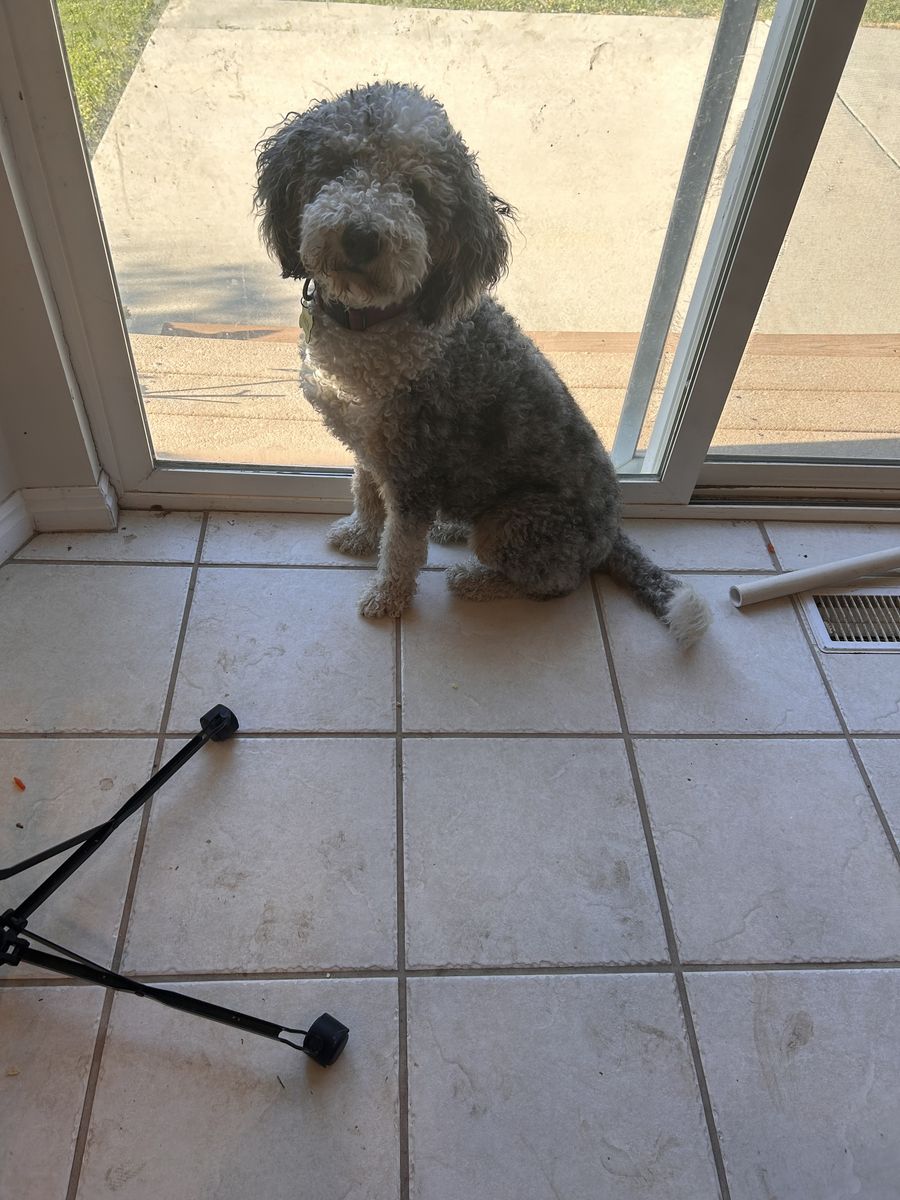 Mini Bernedoodle
