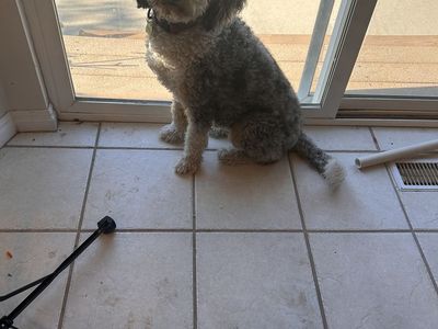 Mini Bernedoodle