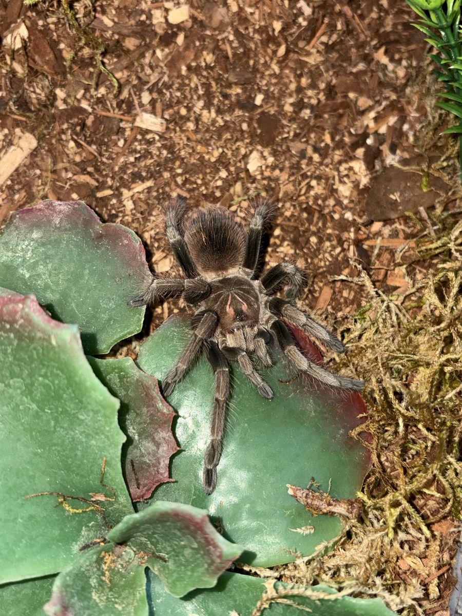 Mascara bird eater tarantula