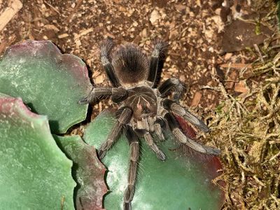 Mascara bird eater tarantula