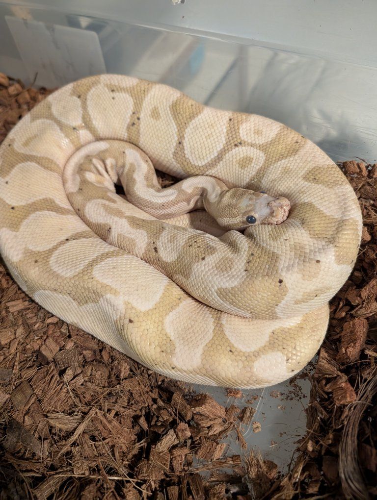 Banana, fire, Scaleless head ball python
