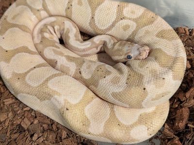 Banana, fire, Scaleless head ball python