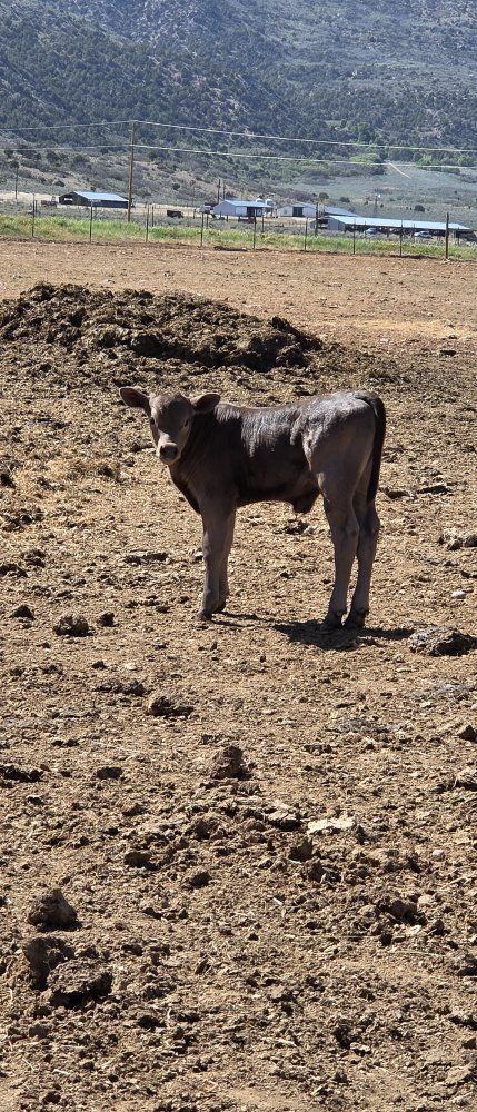 Angus Highland Bull Calf
