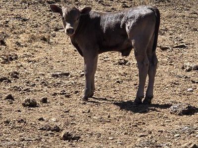 Angus Highland Bull Calf