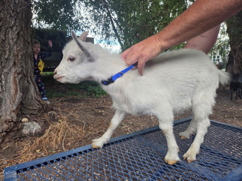 Goats for sale