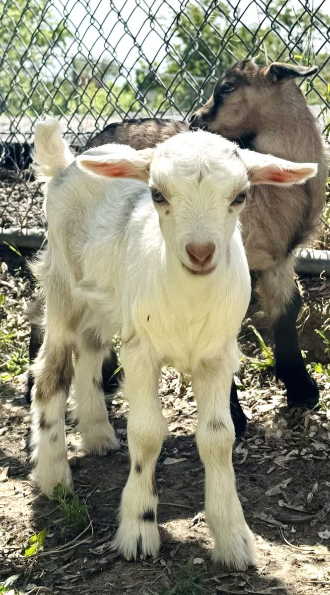 Fainting Doe Goat Available – Naomi| Maple Creek Farm