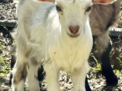 Fainting Doe Goat Available – Naomi| Maple Creek Farm