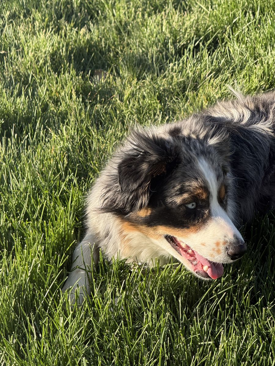 1‑Year‑Old Female Aussie – Sweet, Smart, High‑Energy (Rehoming Fee $200)