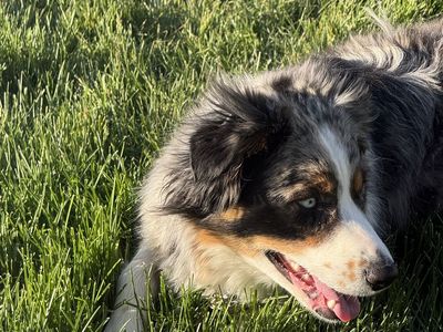 1‑Year‑Old Female Aussie – Sweet, Smart, High‑Energy (Rehoming Fee $200)