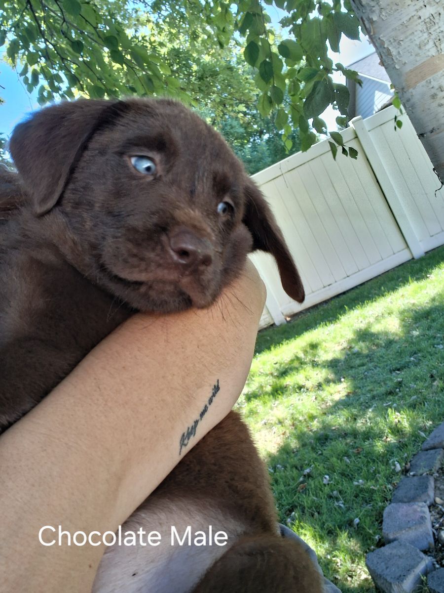 Adorable Labrador Retriever Puppies - Chocolate Male & Black Females/Male