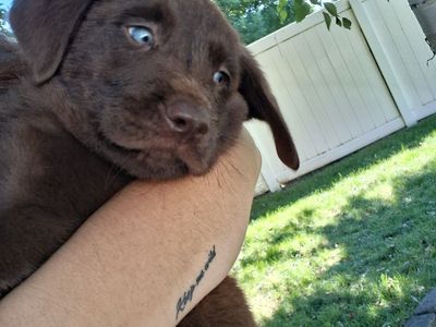 Adorable Labrador Retriever Puppies - Chocolate Male & Black Females/Male