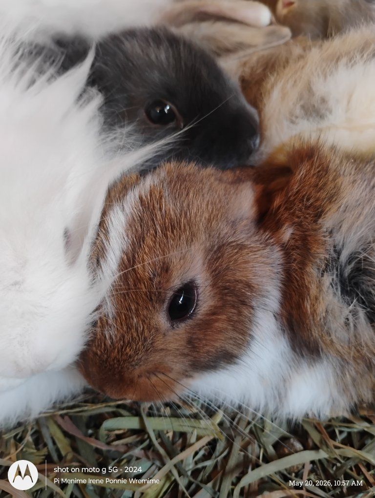 bunnies for sale to good homes