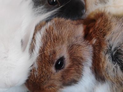 bunnies for sale to good homes