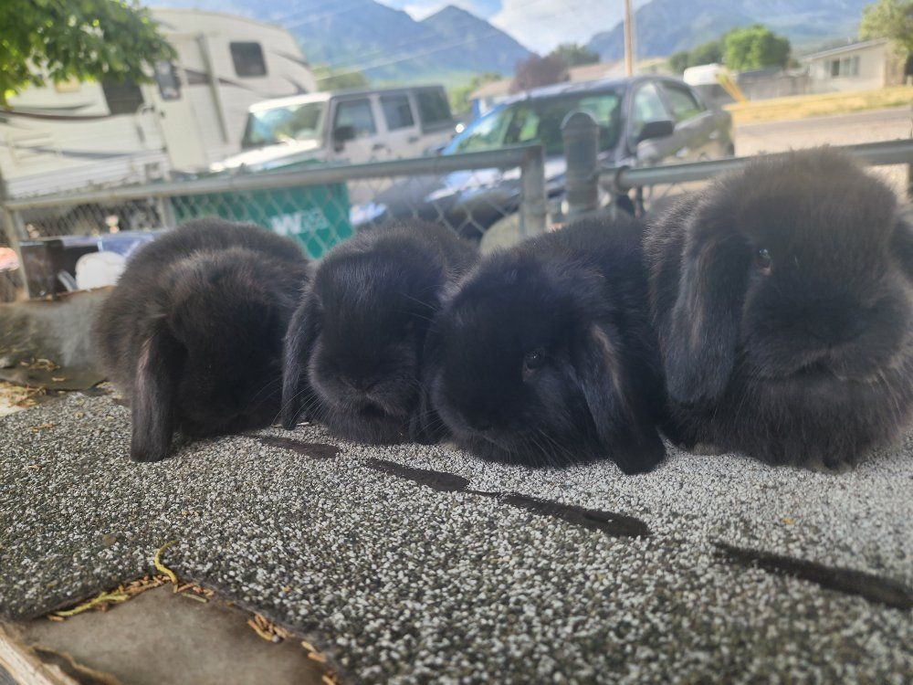 Adorable Mini Lop Bunny - Cuddly, Playful & Ready for a Loving Home!