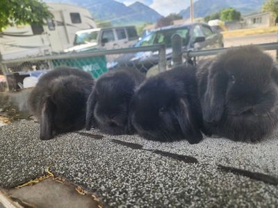 Adorable Mini Lop Bunny - Cuddly, Playful & Ready for a Loving Home!