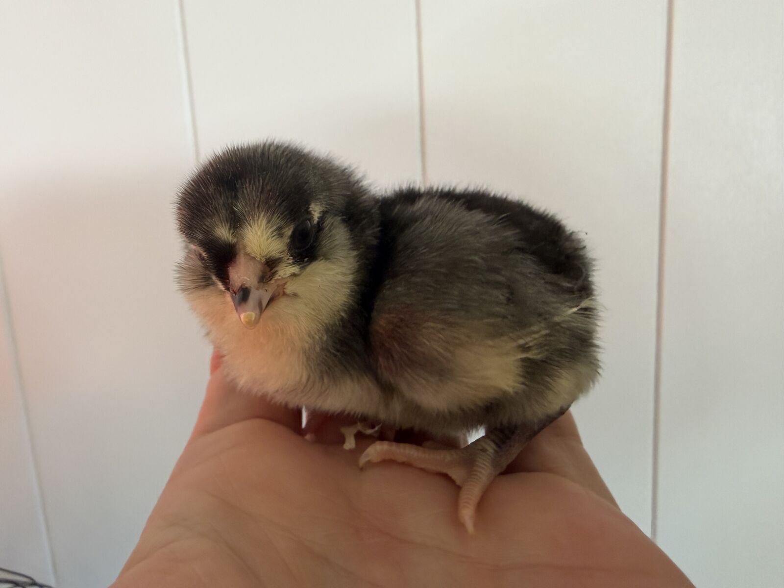 Sexed rare chicks -Blue Copper Maran , BCM, Deathlayer, Olive eggers, Ayam Cemani