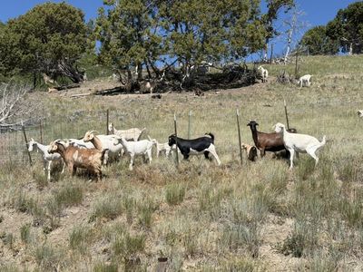 Goats Saanen Boer Spanish