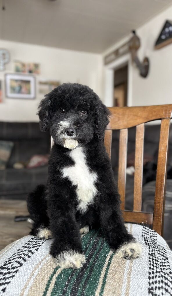 3.5 Month Old F1B Mini Sheepadoodle Male